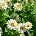 Zinnia x 'Profusion blanc double'